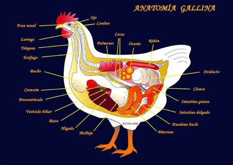 Pin en Anatomía de la gallina