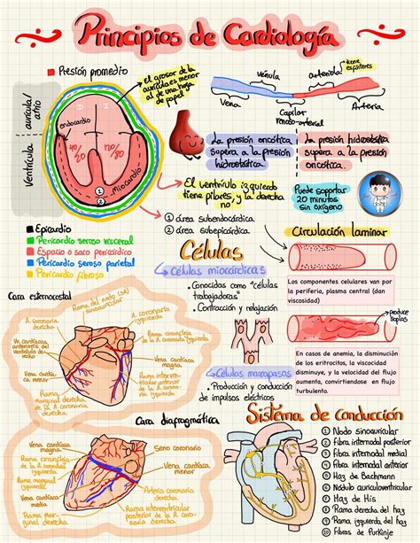 Pin en Anatomia médica DR: Gabriela