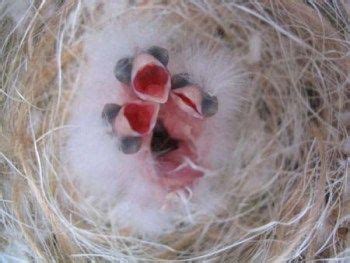 Pin en Artículos sobre Aves