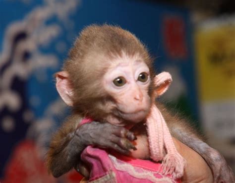 Pin en Bebés monos muy monos