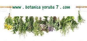 Pin en botanicayoruba7.com