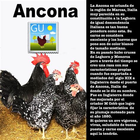 Pin en Gallinas