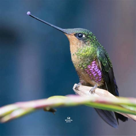 Pin en Hummingbirds