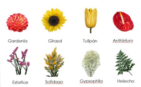 Pin en Imágenes de flores hermosas con Frases