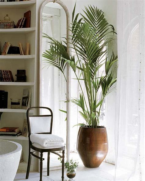 Pin en Plantas de Interior