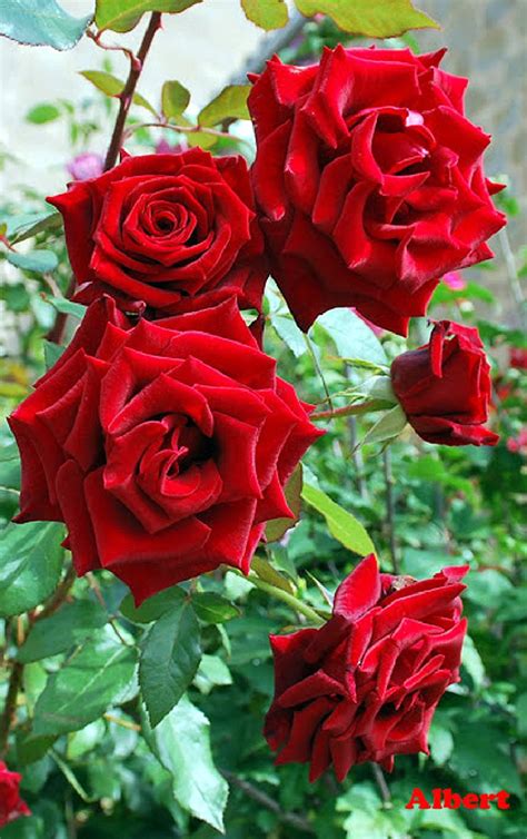 Pin en ROSAS, FLORES HERMOSAS