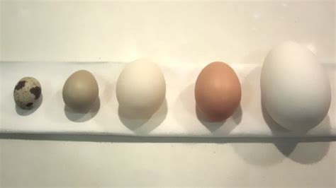 Pin en Tabla de medidas de huevos y más...