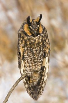 Pin on Aves exóticas del mundo