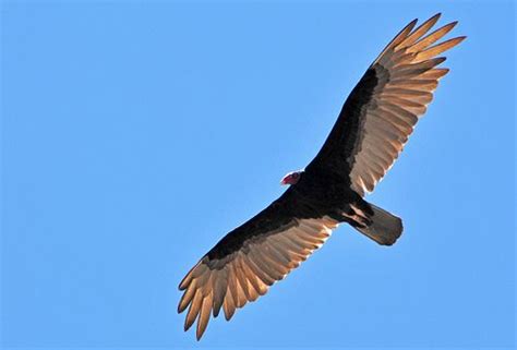 Pin on Buzzards/Vultures