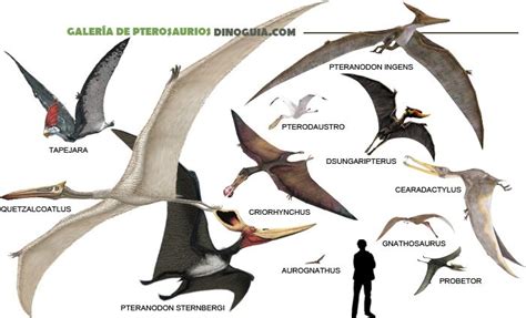 Pin on Dinosaurios y Animales Prehistoricos