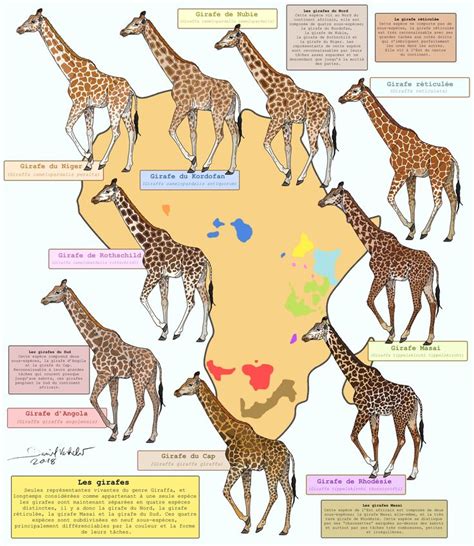 Pin on Giraffe Obsession