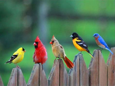 Pin on **Nature: Birds**