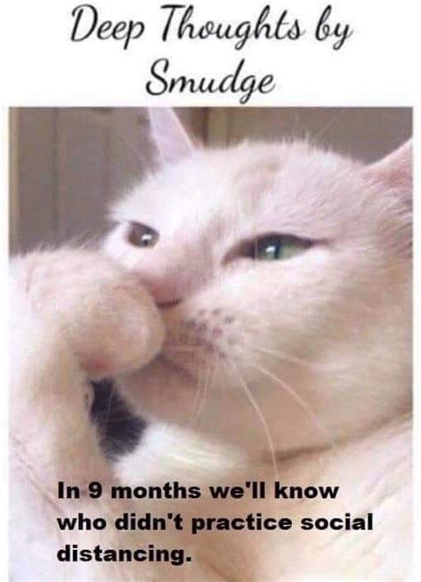 Pin on Smudge the Cat memes