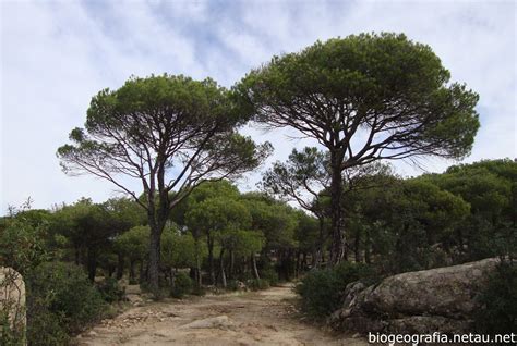 Pinares de pino piñonero  Pinus pinea