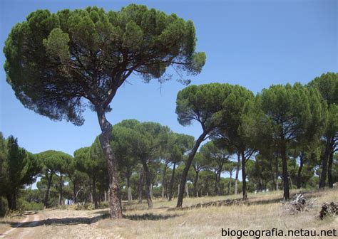 Pinares de pino piñonero  Pinus pinea