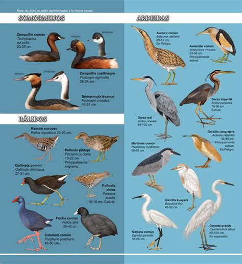 Pinceladas de Naturaleza. Wildlife Art: Cuaderno de aves ...