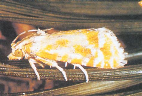 Pine Tip Moths   Forest Nursery Pests