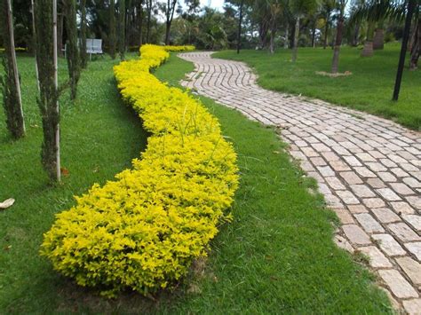 Pingo de ouro   Duranta erecta gold | Paisagismo, Jardim tropical, Jardim