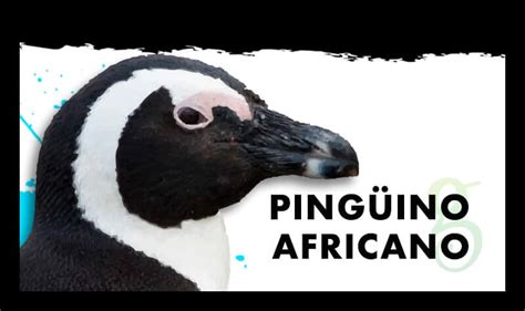 Pingüino Africano: Características, Qué come, Hábitat y ...