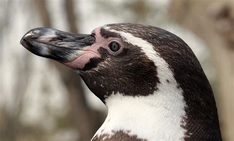 Pingüino de Humboldt | Wiki Reino Animalia | Fandom