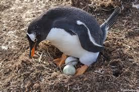 Pinguino es oviparo o viviparo   Brainly.lat