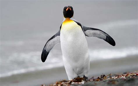 Pingüino Rey   Información y Características