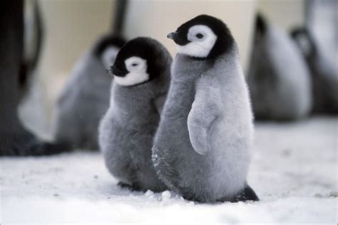Pingüinos: los animales más tiernos   Mamíferos Marinos