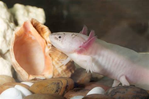 Pink Axolotl: A Beginner’s Guide with Pics, Cost to Buy ...