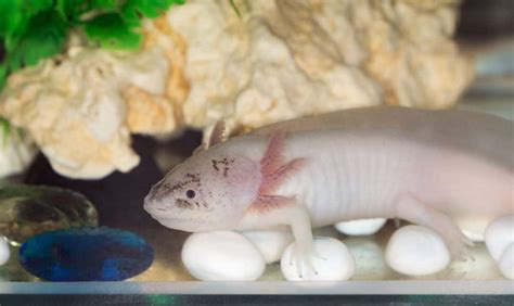 Pink Axolotl: A Beginner’s Guide with Pics, Cost to Buy ...