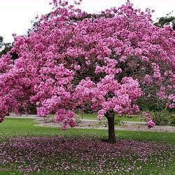 Pink Lapacho Tabebuia Impetiginosa trees as seen at ...