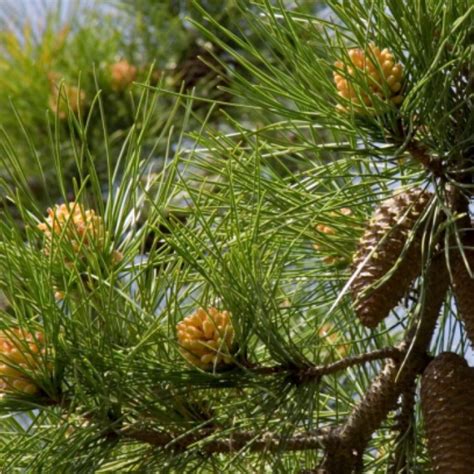Pino Piñonero / Pine Nut Tree  Pinus Pinea