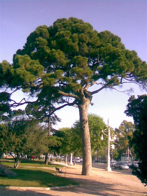 Pino piñonero  Pinus pinea : fotos de los que planté de ...