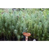 Pino piñonero  Pinus pinea  micorrizado, productor de ...