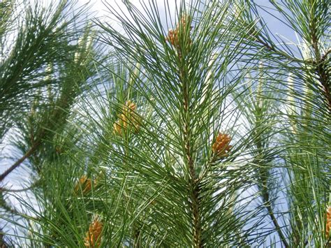 PINO PIÑONERO: Pinus pinea | Plantas rioMoros