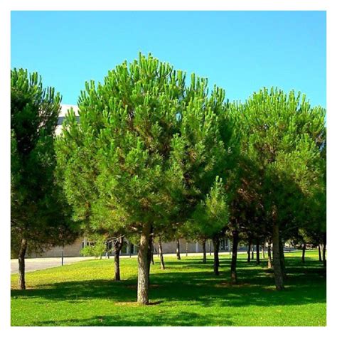 Pino  Pinus pinea    Plantas Mallorca   JOSÉ SALAS MARTORELL
