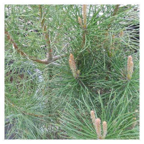 Pino  Pinus pinea    Plantas Mallorca   JOSÉ SALAS MARTOTELL