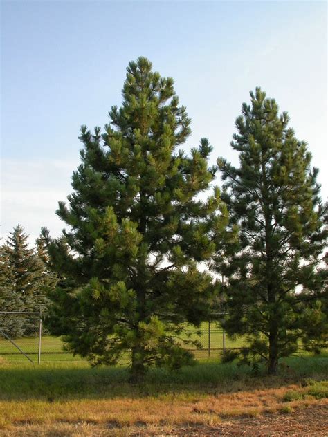 Pino. Pinus sp.   Jabones, cosmética y ungüentos naturales
