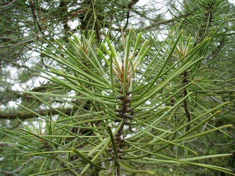 PINO RESINERO: Pinus pinaster | Plantas rioMoros