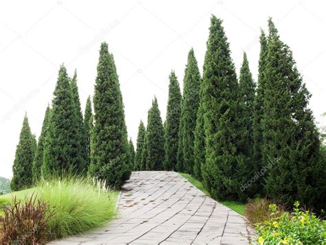 Pinos con hierba verde en el jardín — Fotos de Stock ...