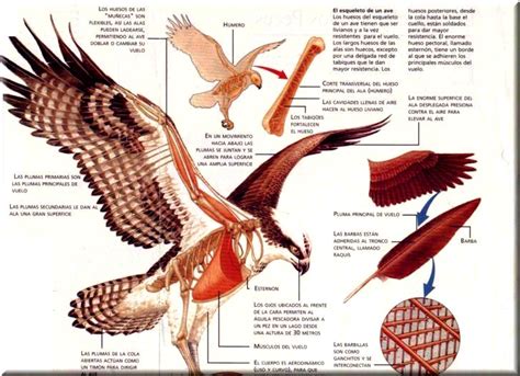 Pintar y dibujar las alas de las aves   Pintura y Artistas