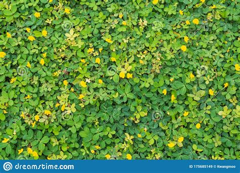 Pinto Peanut Or Arachis Pintoi With Green Leaves And ...