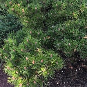 Pinus densiflora | Japanese Red Pine | Nurseries Online
