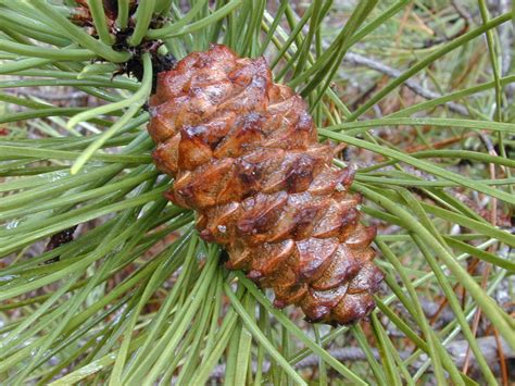 Pinus pinaster, el pino marítimo de jardín | Jardineria On