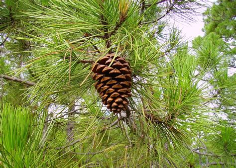 Pinus pinaster – Proentia
