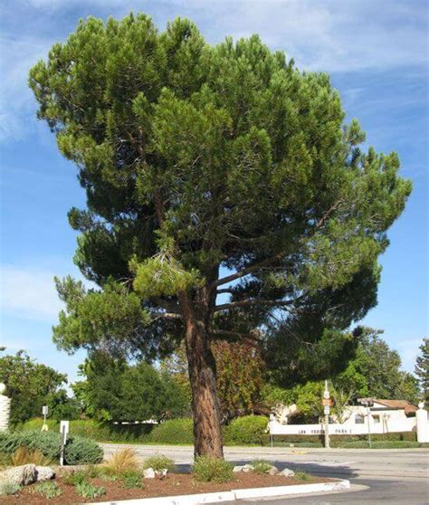 Pinus pinea   Boething Treeland Farms