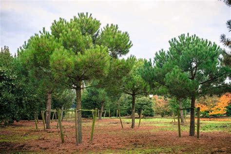 Pinus Pinea | Caragh Nurseries