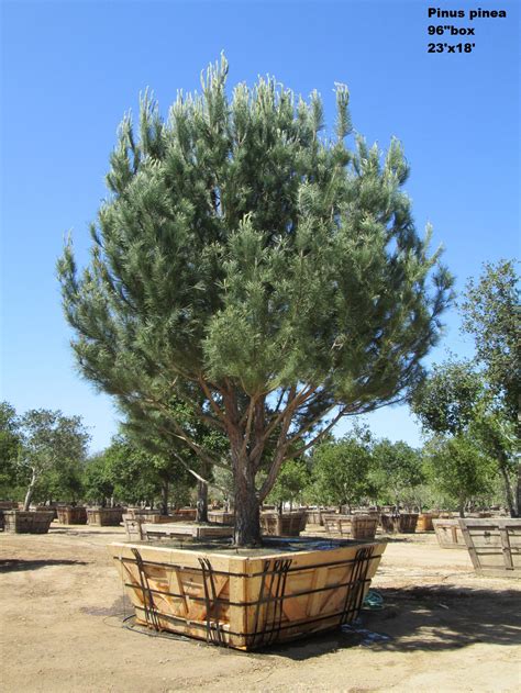 Pinus pinea   Jimenez Nursery, Inc.