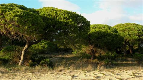 Pinus pinea L. | Plants of the World Online | Kew Science