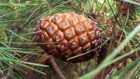 Pinus pinea L. | Plants of the World Online | Kew Science