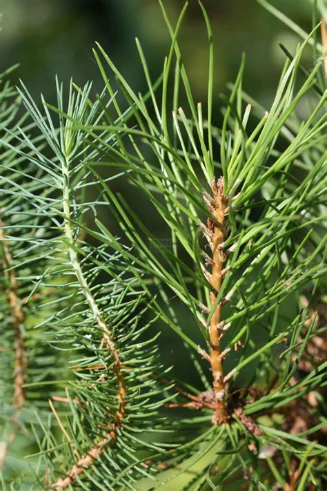 Pinus pinea, Mittelmeer Pinie